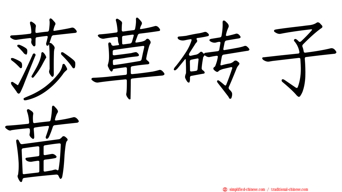 莎草砖子苗