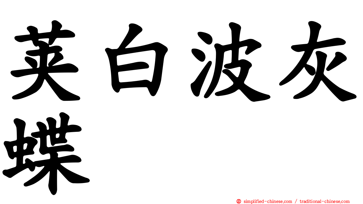 荚白波灰蝶
