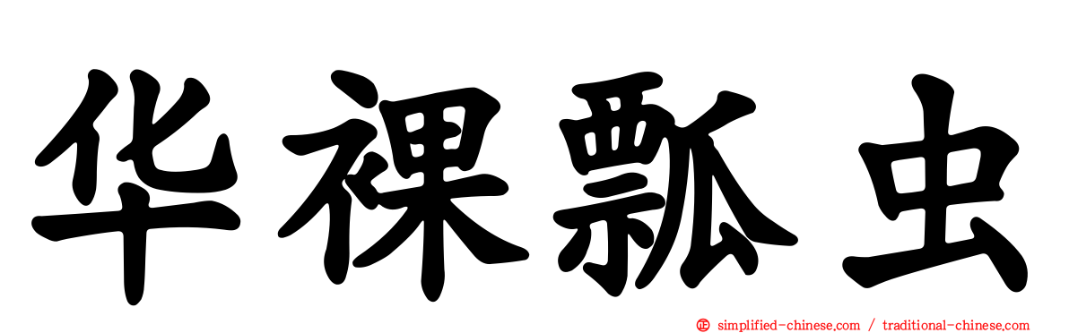 华裸瓢虫