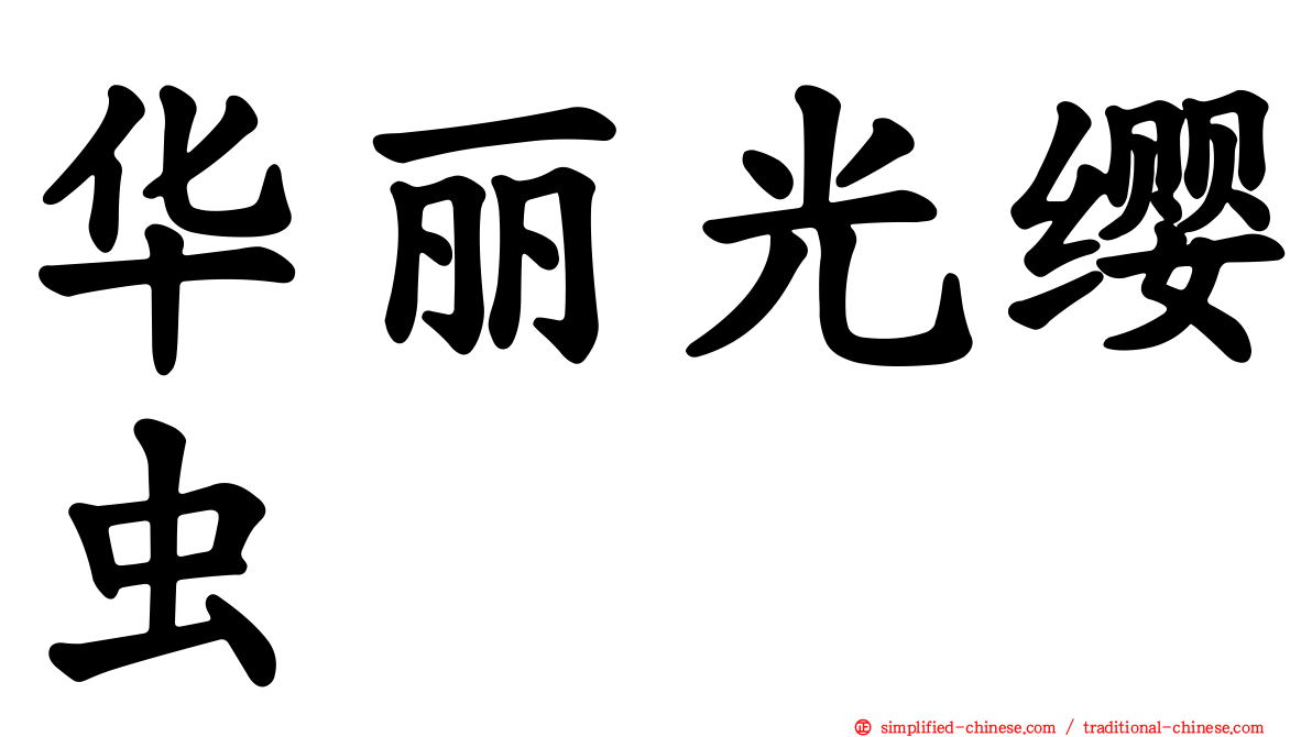 华丽光缨虫