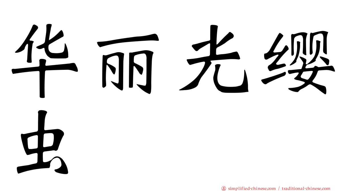 华丽光缨虫