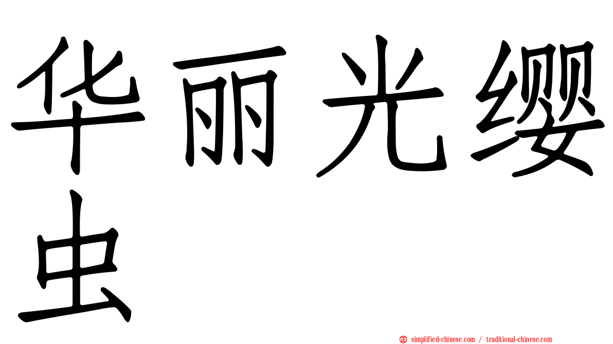 华丽光缨虫