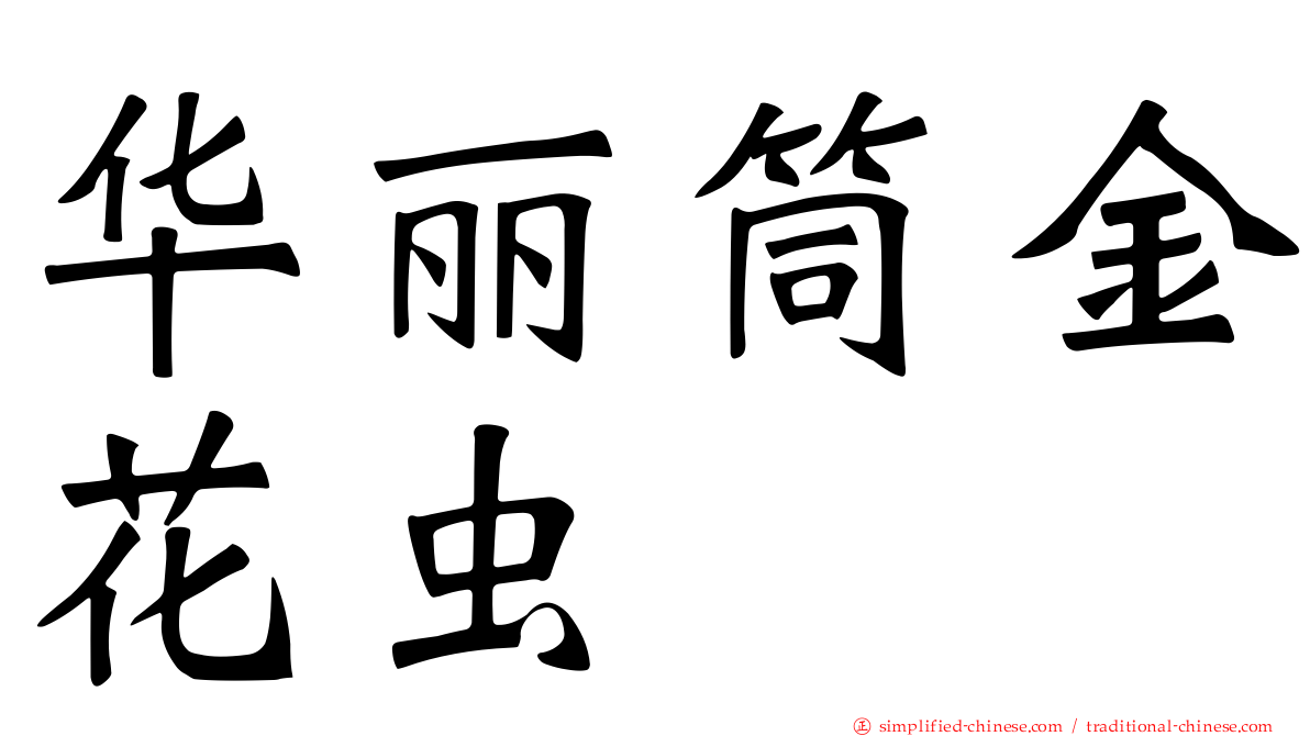 华丽筒金花虫
