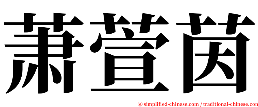 萧萱茵 serif font
