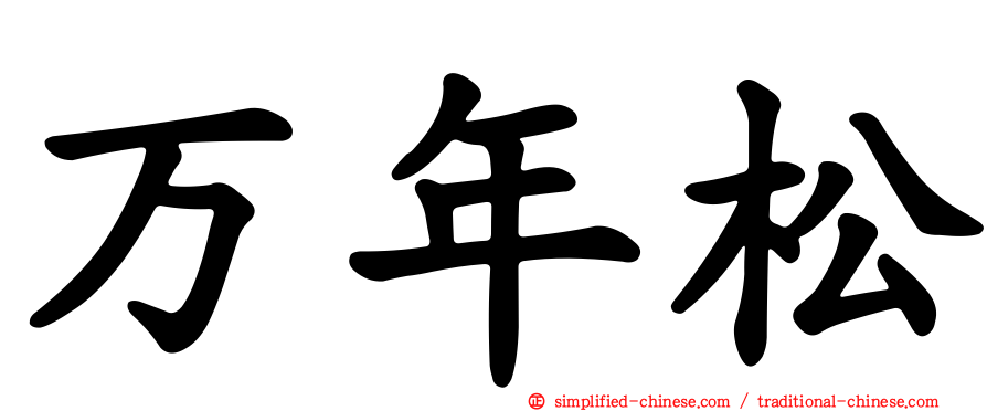万年松
