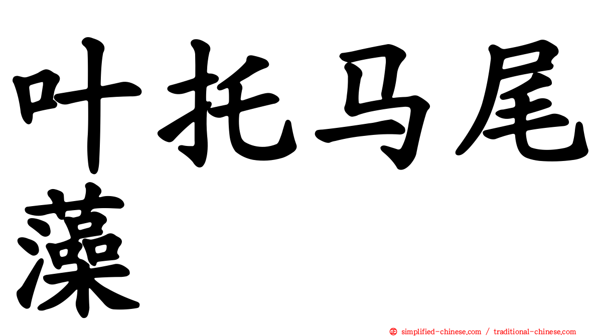 叶托马尾藻
