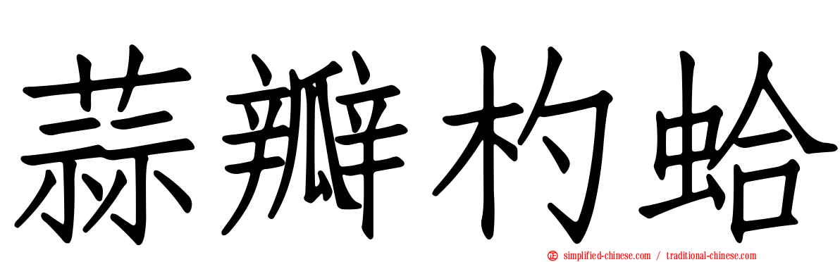 蒜瓣杓蛤