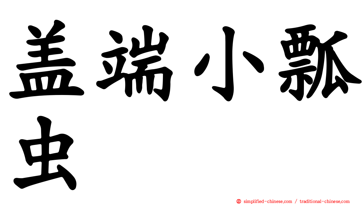 盖端小瓢虫