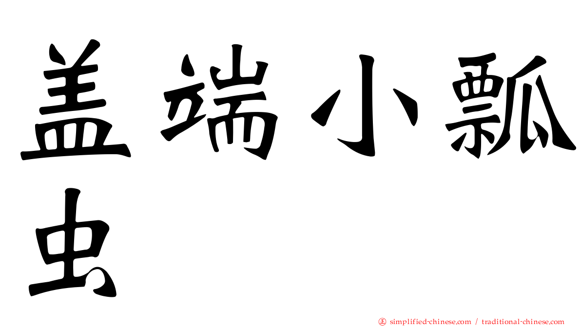 盖端小瓢虫