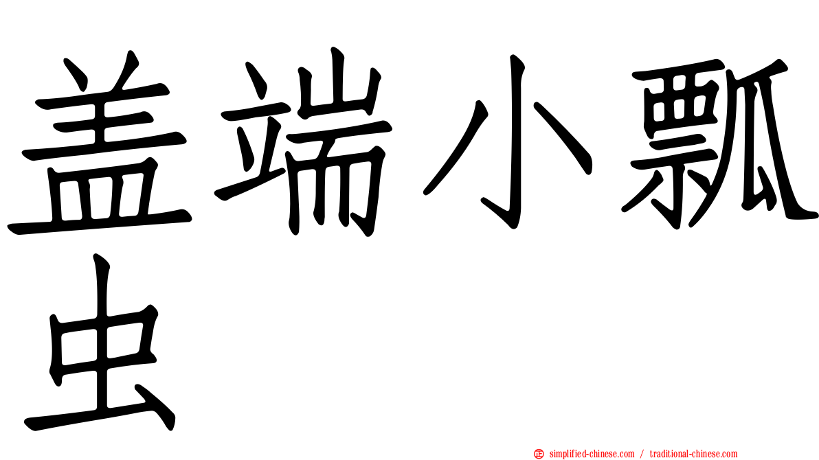 盖端小瓢虫
