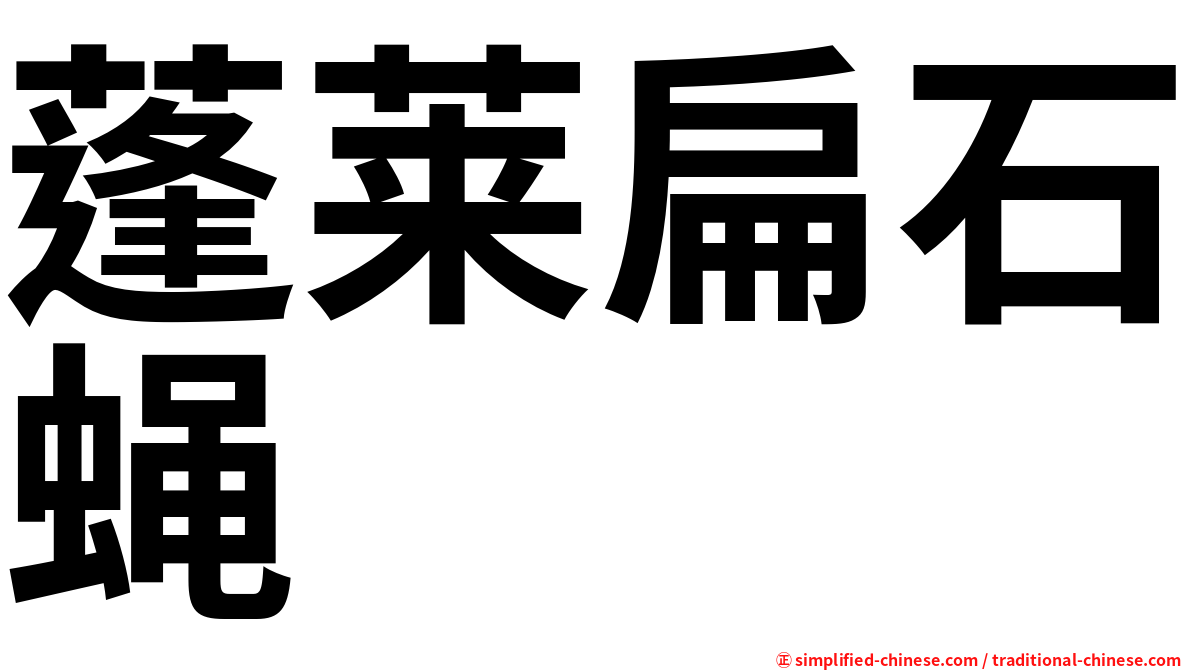 蓬莱扁石蝇