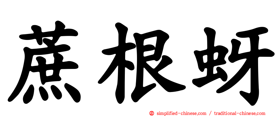 蔗根蚜