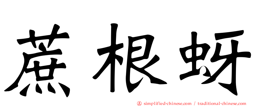 蔗根蚜