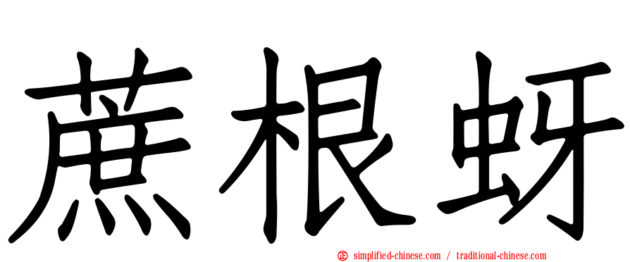 蔗根蚜