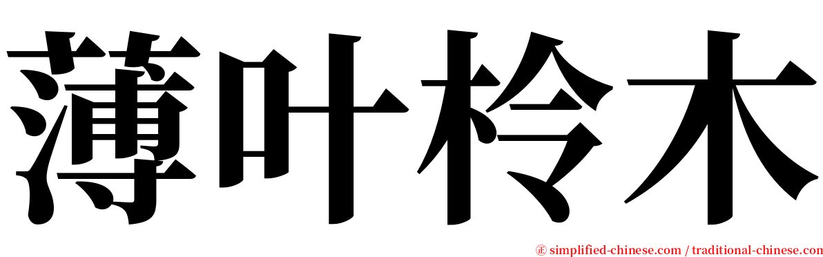 薄叶柃木 serif font