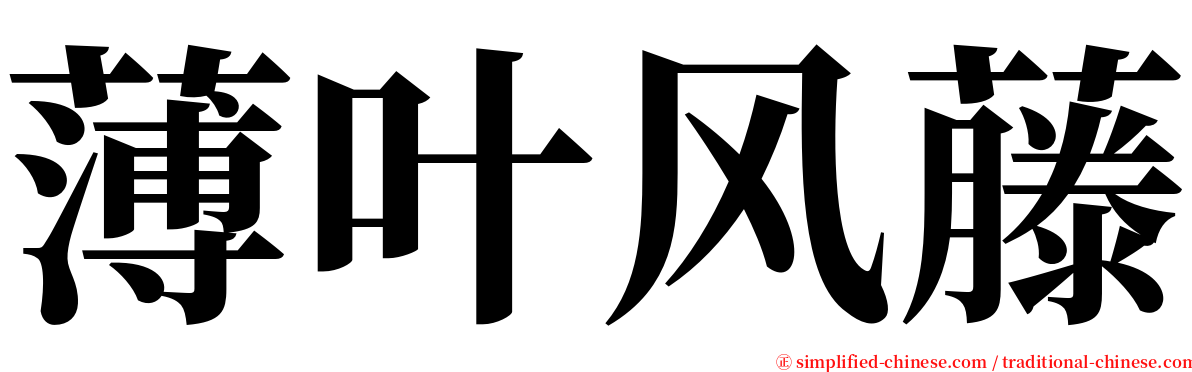 薄叶风藤 serif font