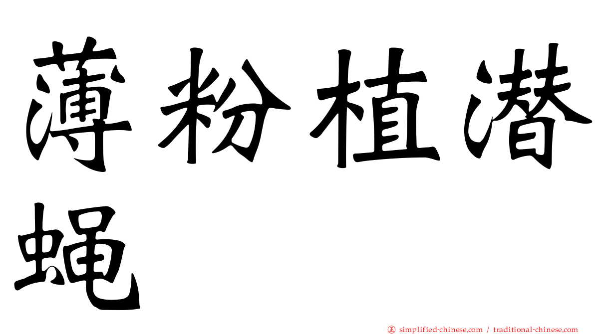 薄粉植潜蝇