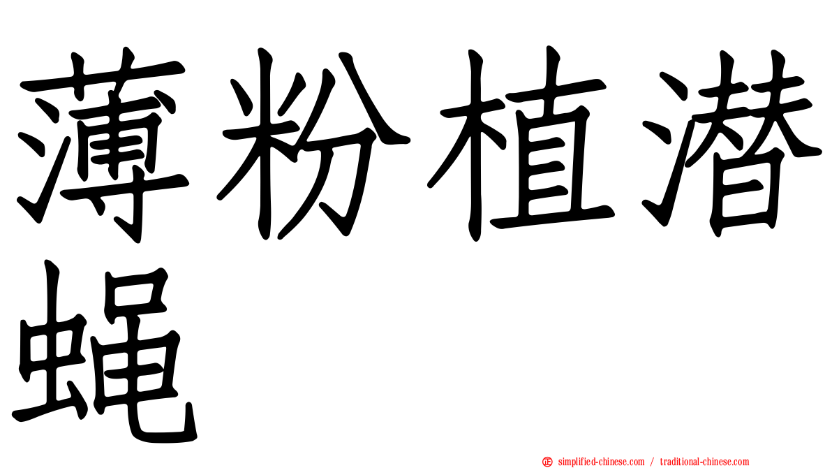 薄粉植潜蝇