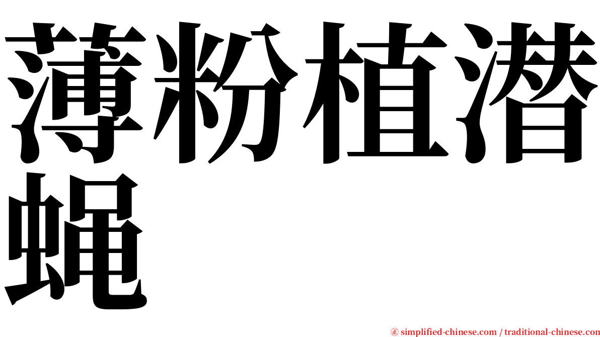薄粉植潜蝇 serif font