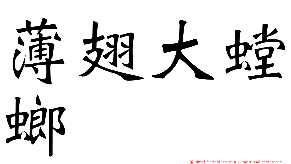 薄翅大螳螂