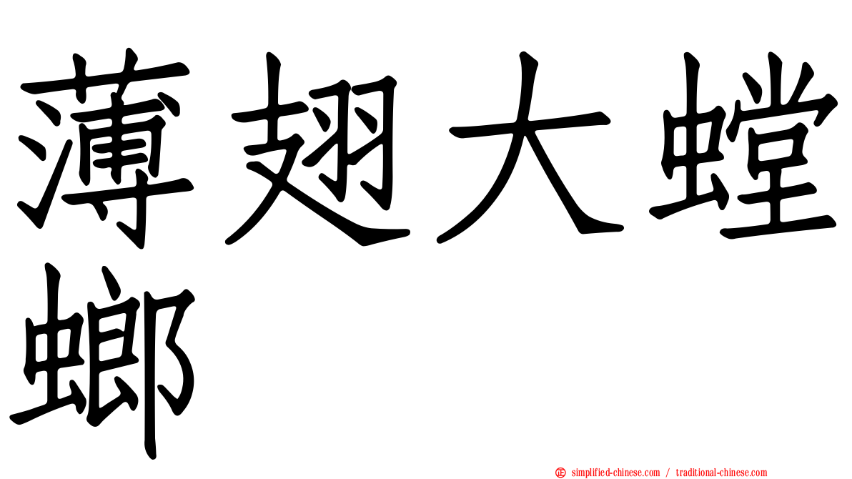 薄翅大螳螂