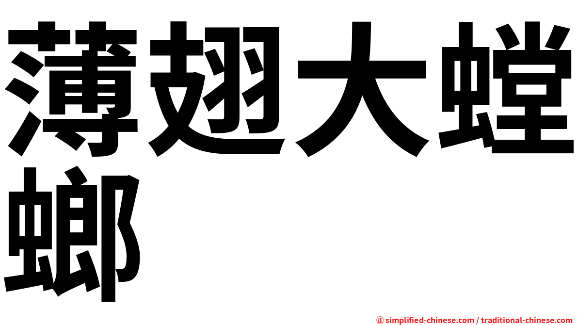 薄翅大螳螂
