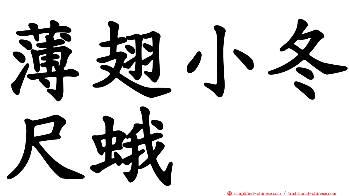 薄翅小冬尺蛾