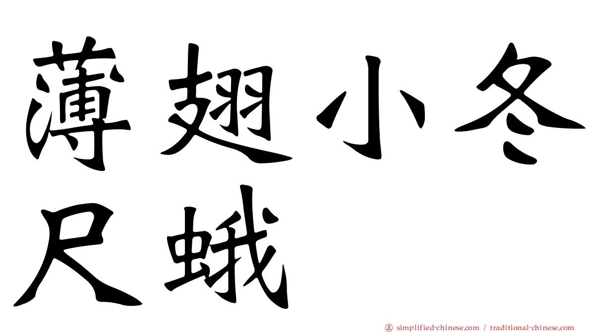 薄翅小冬尺蛾