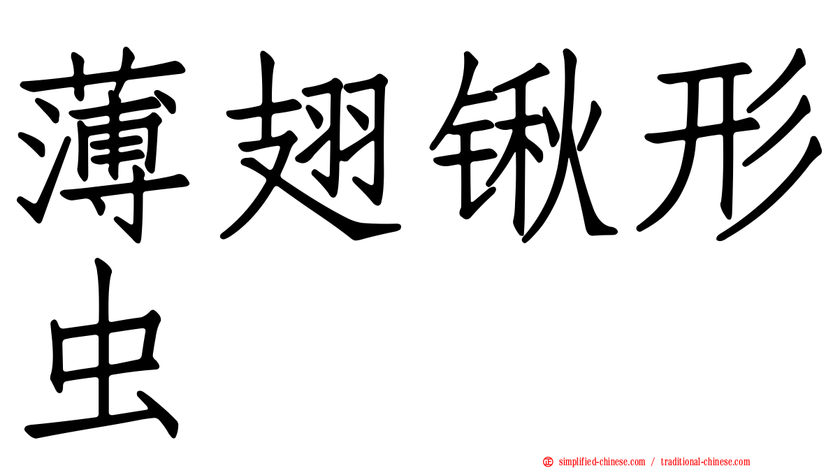 薄翅锹形虫