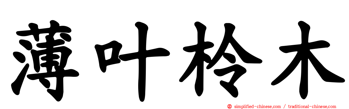 薄叶柃木