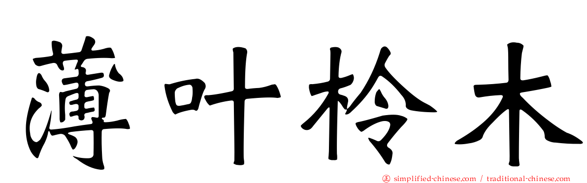 薄叶柃木
