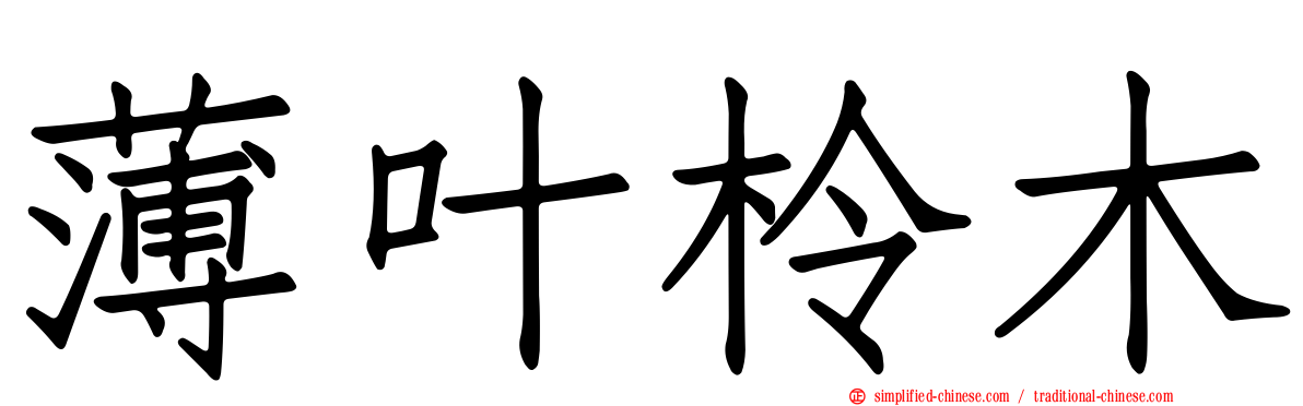 薄叶柃木