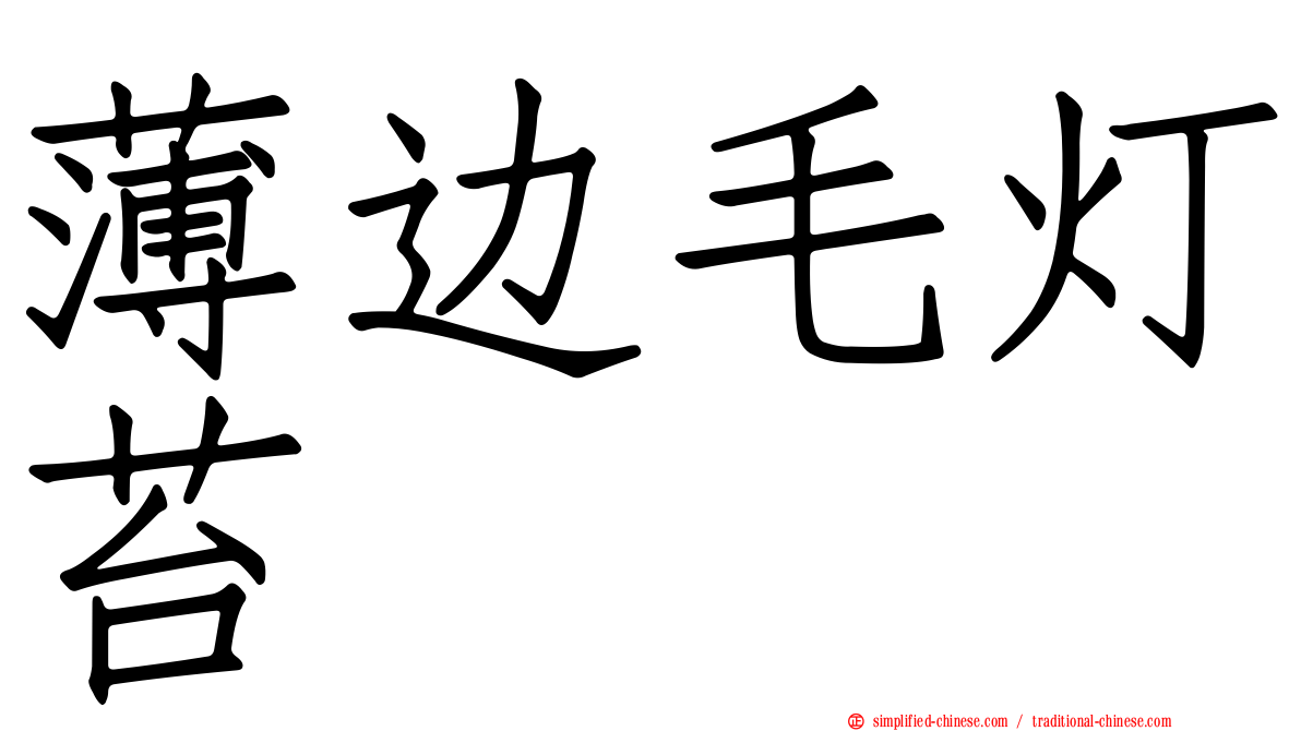 薄边毛灯苔