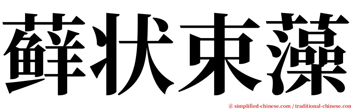藓状束藻 serif font