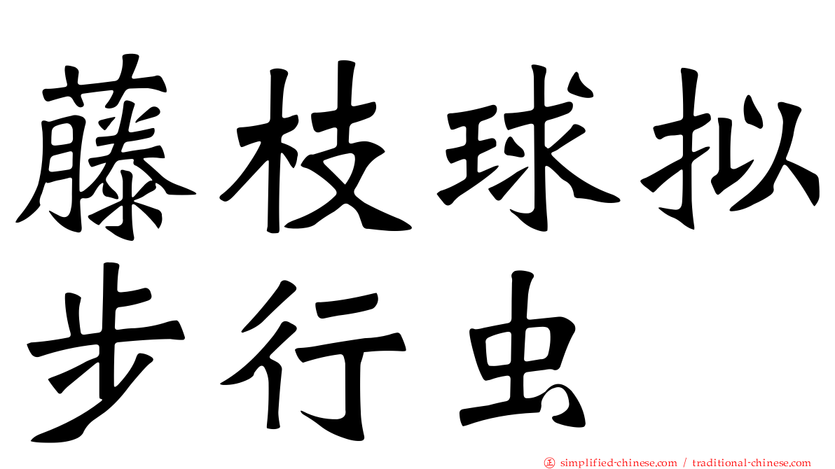 藤枝球拟步行虫