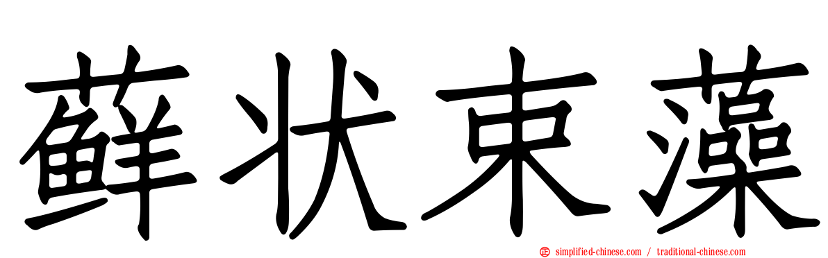 藓状束藻