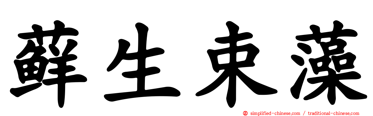 藓生束藻