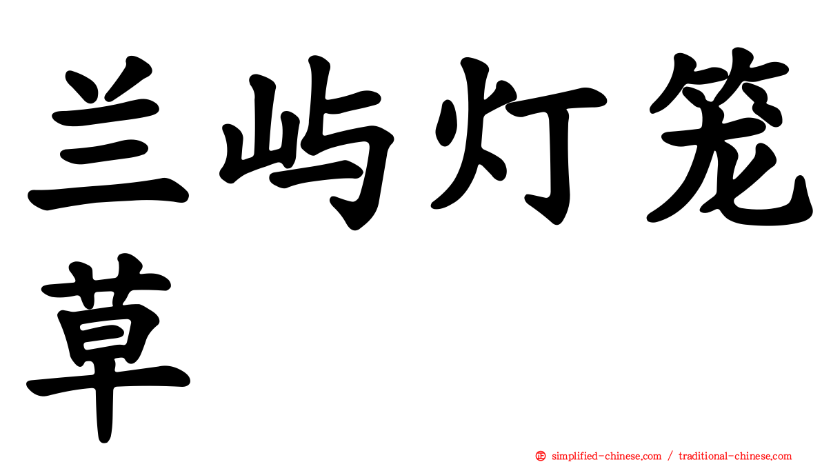 兰屿灯笼草