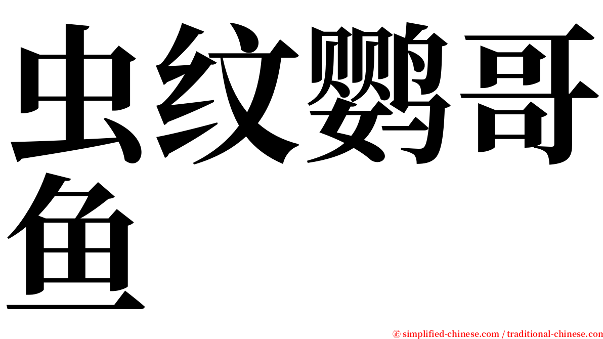 虫纹鹦哥鱼 serif font