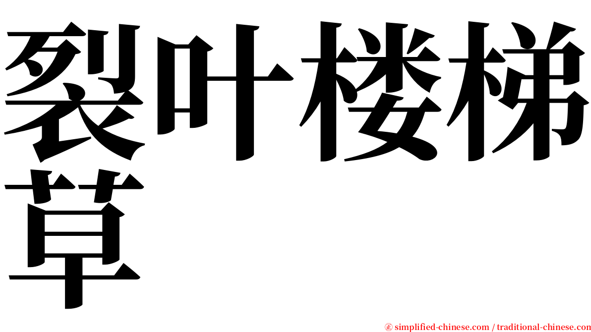 裂叶楼梯草 serif font
