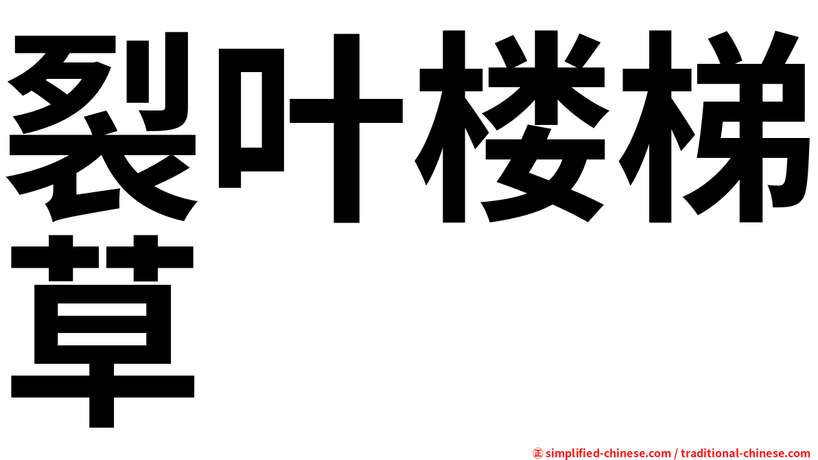 裂叶楼梯草
