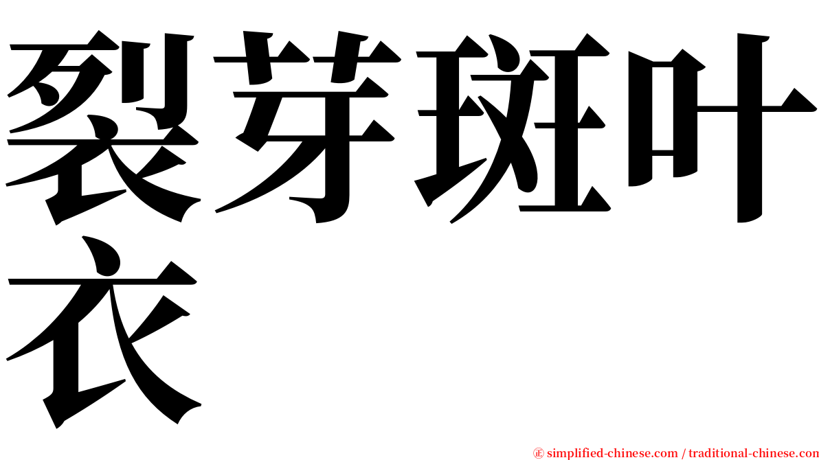 裂芽斑叶衣 serif font