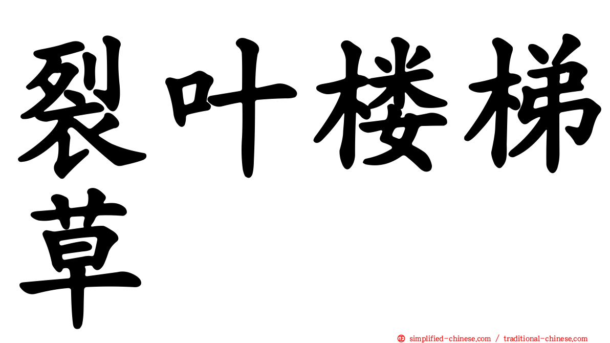 裂叶楼梯草