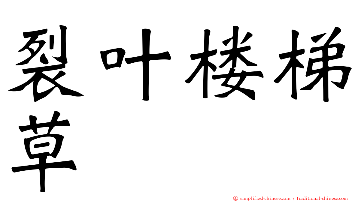 裂叶楼梯草