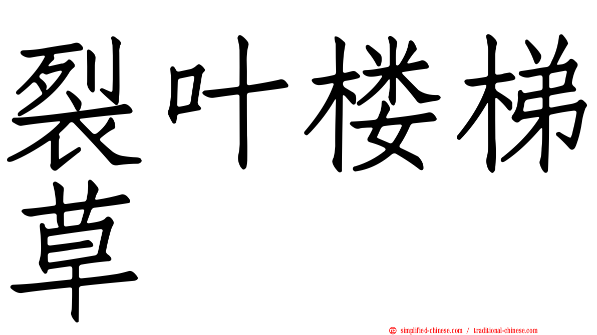 裂叶楼梯草