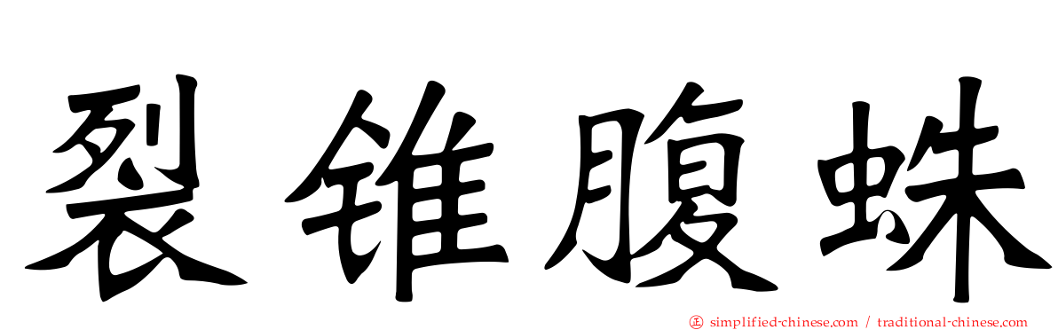 裂锥腹蛛