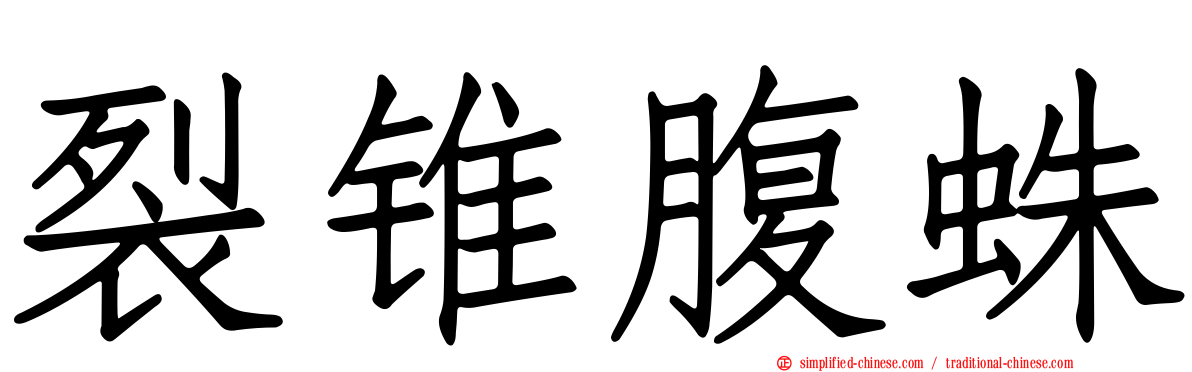 裂锥腹蛛
