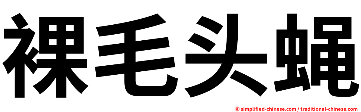 裸毛头蝇