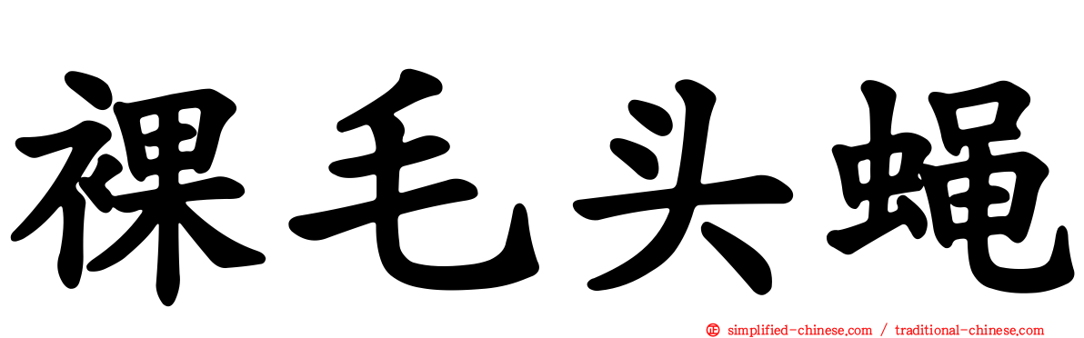 裸毛头蝇