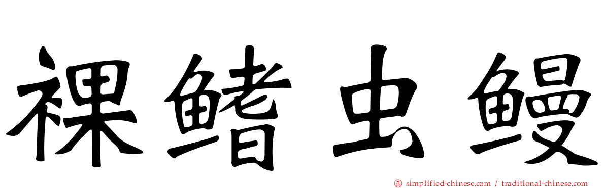 裸鳍虫鳗